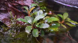 Bucephalandra sp. Red