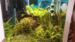 Aktuelles Bild. Aufgrund des jüngsten Filterausfalls noch mit recht vielen Algen.