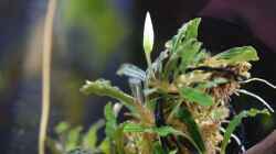 Bucephalandra ´mini velvet´ bildet Blüte 08.04.2020