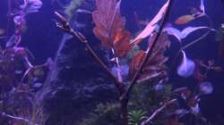 Eichenlaub bei ´Mondlicht´