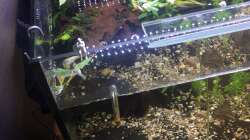 Pflanzen im Aquarium "Hide & Seek" Asia Pond