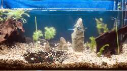 ganz am Anfang...wobei die paar Pflänzchen schon 2 Wochen und die Barben dann 2