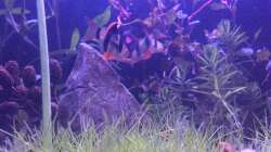 Aquarium "Hide & Seek" Asia Pond