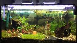 Nach Pflanzenschnitt und erster Düngung 