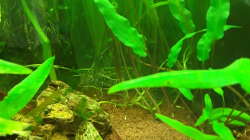 Aquarium Schorschis Dickicht