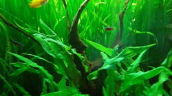 Aquarium Schorschis Dickicht