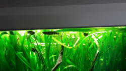 Aquarium Schorschis Dickicht