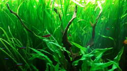 Aquarium Schorschis Dickicht