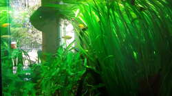 Aquarium Schorschis Dickicht