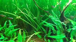 Aquarium Schorschis Dickicht