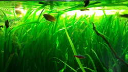 Aquarium Schorschis Dickicht