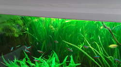 Aquarium Schorschis Dickicht