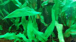 Aquarium Schorschis Dickicht