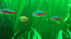 Aquarium Schorschis Dickicht