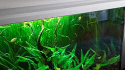 Aquarium Schorschis Dickicht