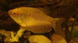 Goldfadenfisch Weibchen