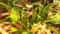 Pflanzen im Aquarium Becken 4241