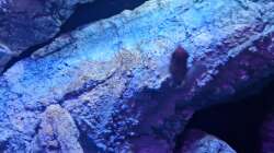 Mittelmodul 77cm lang