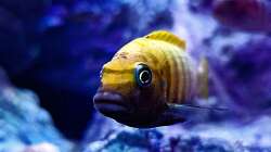 Besatz im Aquarium Malawibiotop