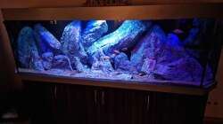 Dekoration im Aquarium Malawibiotop