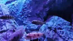 Besatz im Aquarium Malawibiotop