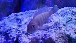 Besatz im Aquarium Malawibiotop