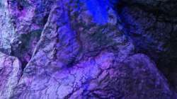 Dekoration im Aquarium Malawibiotop