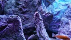 Dekoration im Aquarium Malawibiotop