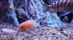 Besatz im Aquarium Malawibiotop