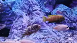 Besatz im Aquarium Malawibiotop