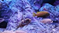 Besatz im Aquarium Malawibiotop