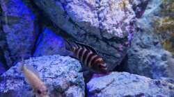 Dekoration im Aquarium Malawibiotop