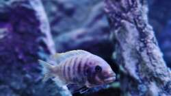 Besatz im Aquarium Malawibiotop