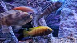 Besatz im Aquarium Malawibiotop