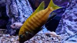 Besatz im Aquarium Malawibiotop