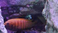 Dekoration im Aquarium Malawibiotop