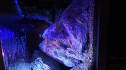 Besatz im Aquarium Malawibiotop