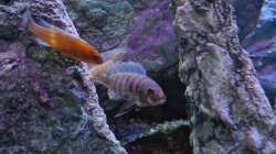 Besatz im Aquarium Malawibiotop