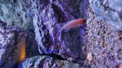 Besatz im Aquarium Malawibiotop