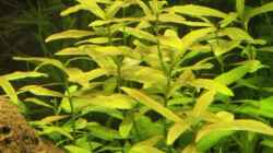 Kognakpflanze - Ammannia gracilis