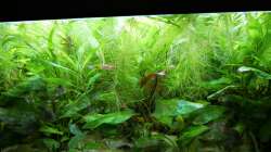 Besatz im Aquarium Süd-Mittelamerikansiches Gesellschaftsbecken