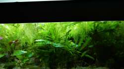 Aquarium Süd-Mittelamerikansiches Gesellschaftsbecken