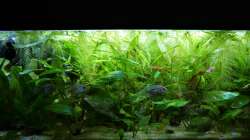 Aquarium Süd-Mittelamerikansiches Gesellschaftsbecken