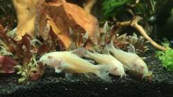 Besatz im Aquarium Südamerika am Schreibtisch