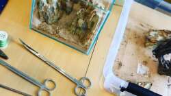 Mini Scape - Der Anfang