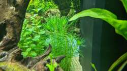 Unklare Pflanze (Hilfe wäre nett) 11.06.2020