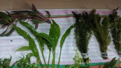 ??? - Argentinischer Froschlöffel - Wasserpest - Haarnixe - ???