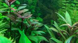 Einige Pflanzen muss ich noch bestimmen - bis dahin keine Beschriftung :( (17.06.2020)