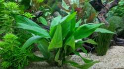 Kirschblatt? (Hilfe wäre nett) 11.06.2020