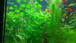 Brasilianischer Wassernabel (17.06.2020)